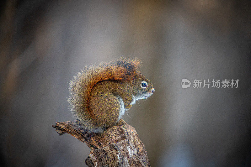 美洲红松鼠(Tamiasciurus hudsonicus)，美洲红松鼠